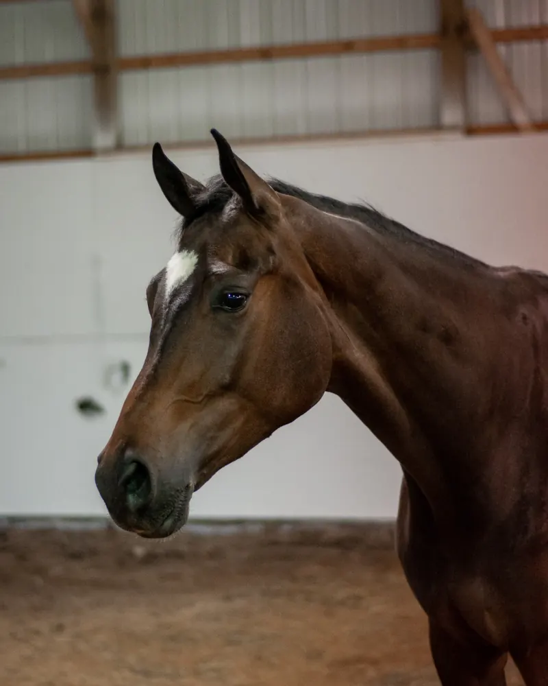 Caballo